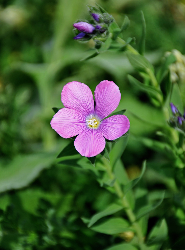 Image of Linum hypericifolium specimen.