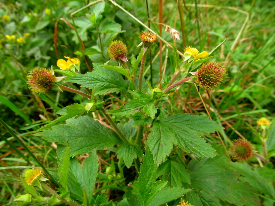 Изображение особи Geum aleppicum.