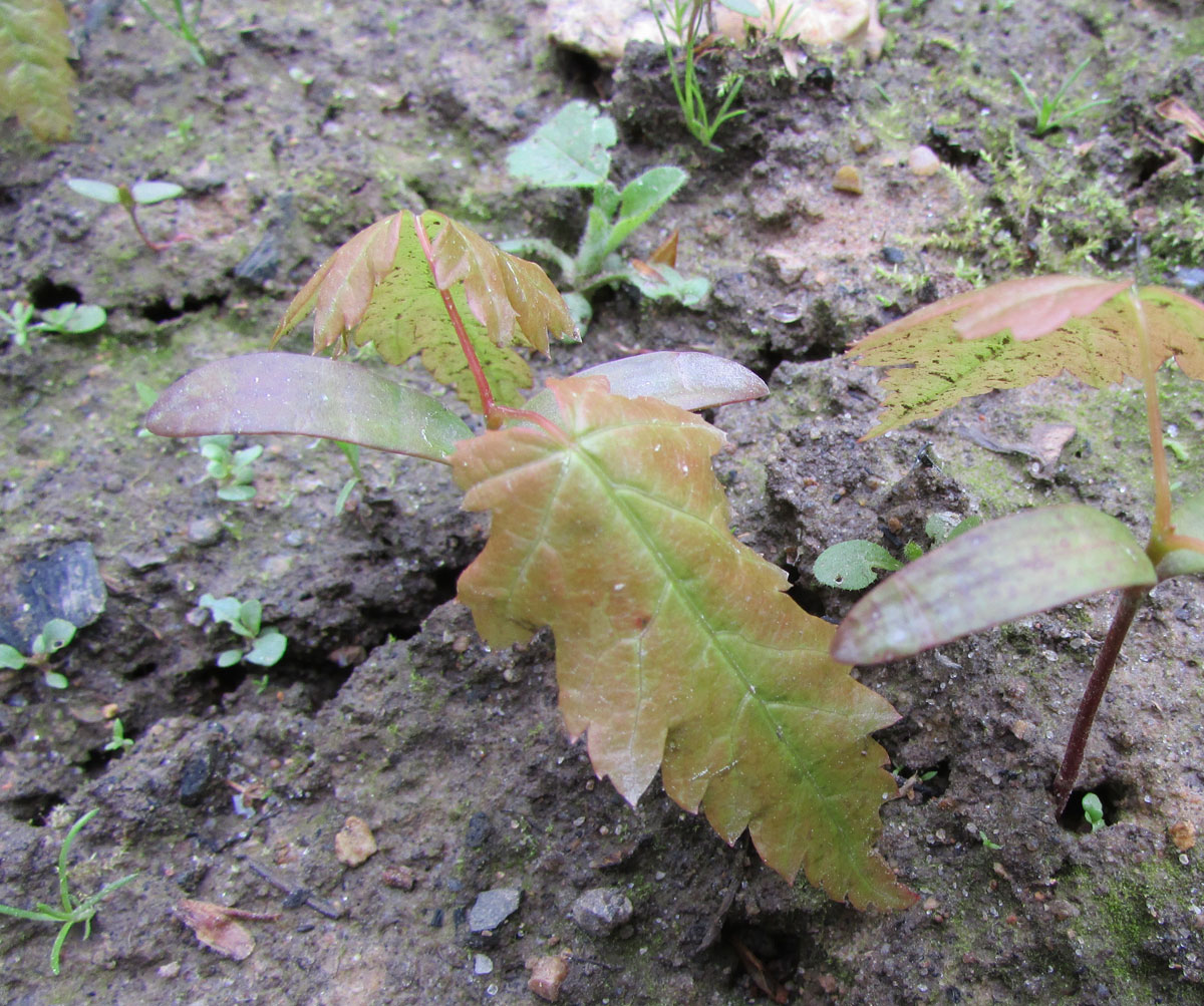 Изображение особи Acer circinatum.