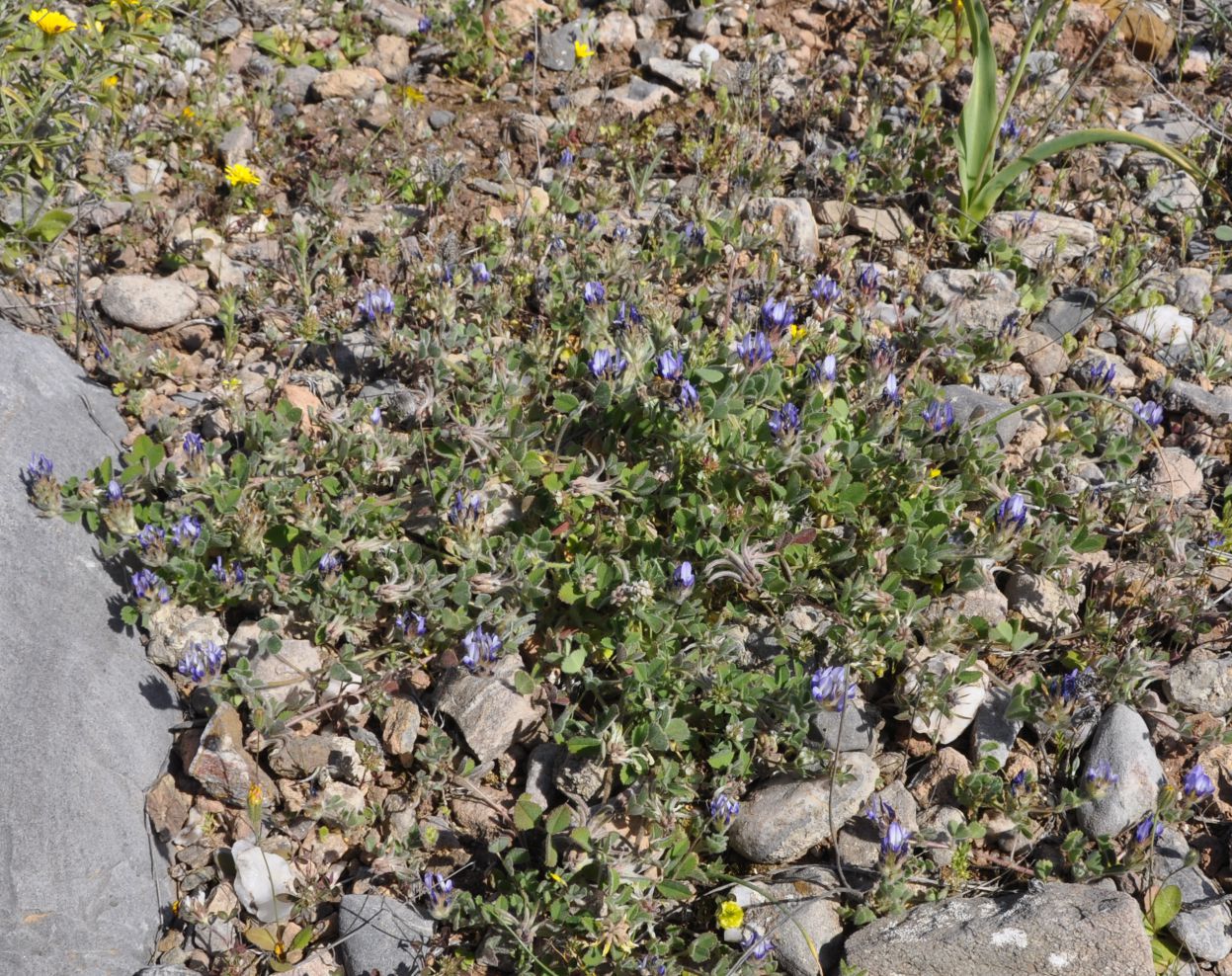 Image of Trigonella rotundifolia specimen.