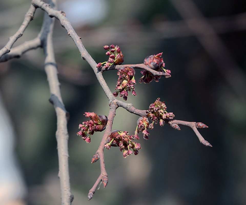 Image of Ulmus laevis specimen.