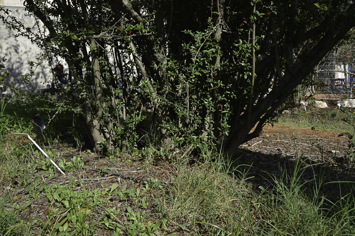 Image of Pyracantha rogersiana specimen.