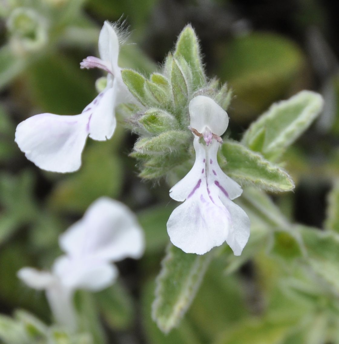 Image of Stachys swainsonii specimen.