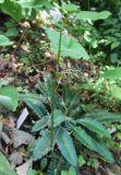 Pteridophyllum racemosum. Соплодие с созревающими плодами. Подмосковье, в культуре. 9 июня 2018 г.