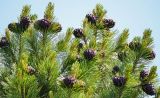 Pinus sibirica. Верхушки молодых побегов с шишками. Республика Бурятия, Кабанский р-н, берег р. Загза. 27.06.2018.