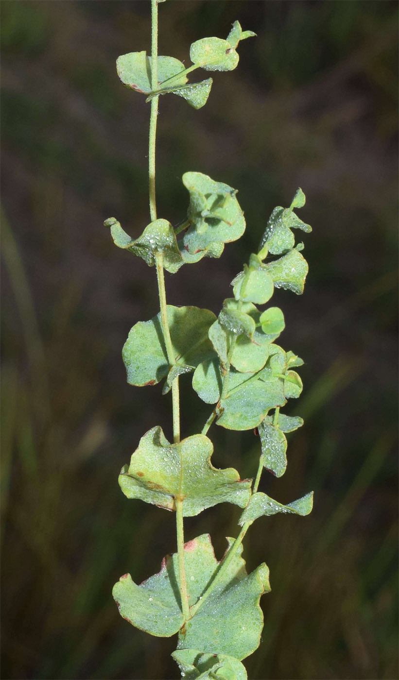 Image of Limonium reniforme specimen.