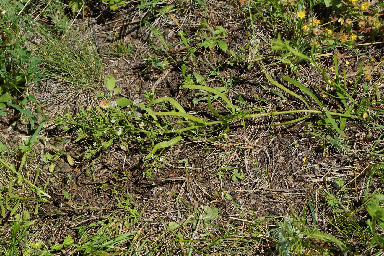 Image of genus Thesium specimen.