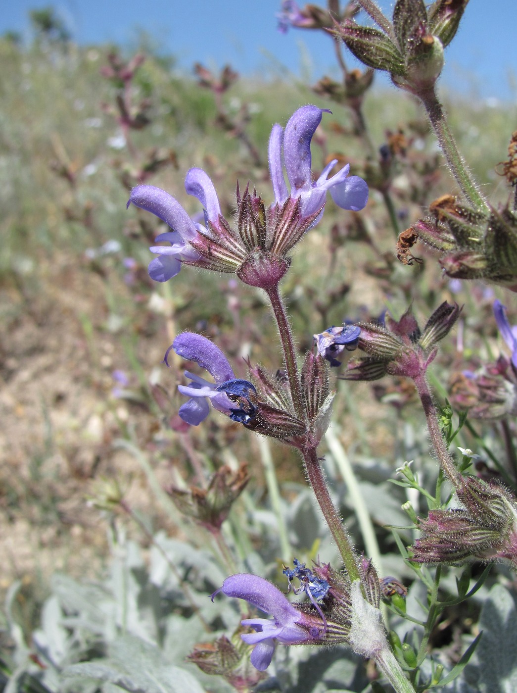 Image of Salvia canescens var. daghestanica specimen.