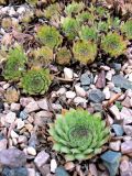 Sempervivum ruthenicum. Вегетирующие растения. Санкт-Петербург, Петроградский р-н, Ботанический сад БИН РАН. 24.09.2018.