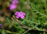 Dianthus fischeri. Верхушка побега с цветком и созревающим плодом. Московская обл., Орехово-Зуевский р-н, окр. дер. Красная Дубрава, долина р. Клязьма, залежь. 26.08.2018.