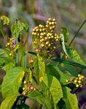 Lysimachia vulgaris