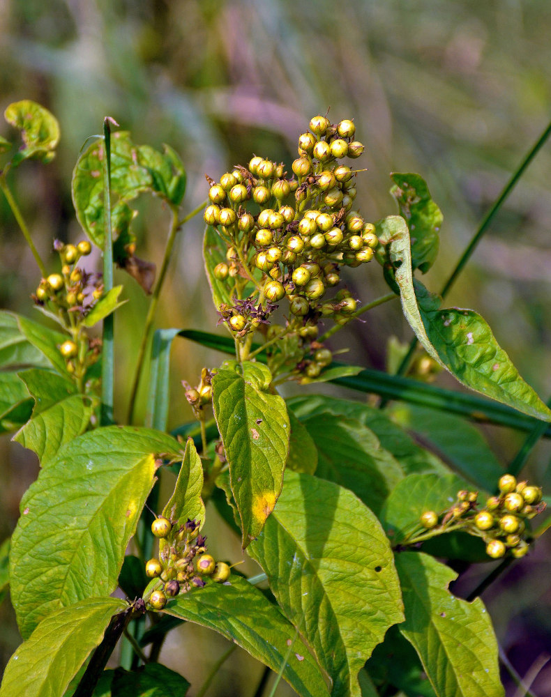 Изображение особи Lysimachia vulgaris.