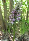 Dactylorhiza fuchsii. Соцветие. Окрестности Архангельска, у дороги. 11 июня 2010 г.