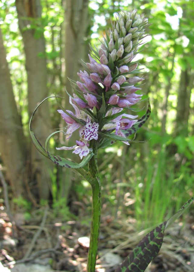 Image of Dactylorhiza fuchsii specimen.