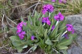 Primula turkestanica