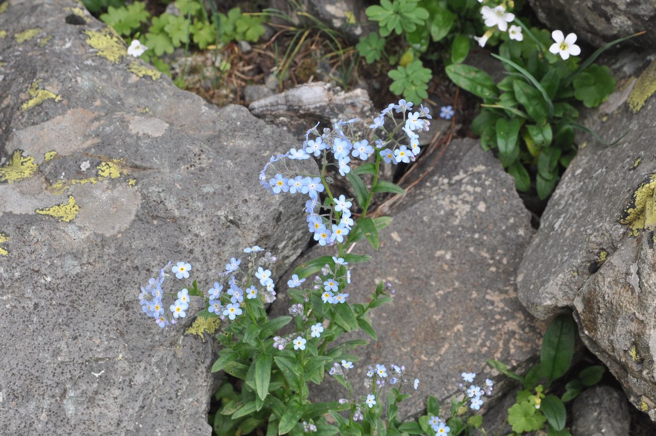 Image of Myosotis alpestris specimen.