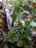 Arctostaphylos uva-ursi. Побег с нераспустившимся соцветием. Свердловская обл., окр. г. Североуральск, р-н скал Три Брата, сосновый лес. 14.06.2018.