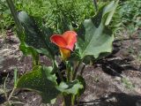 Zantedeschia elliottiana × Z. rehmannii