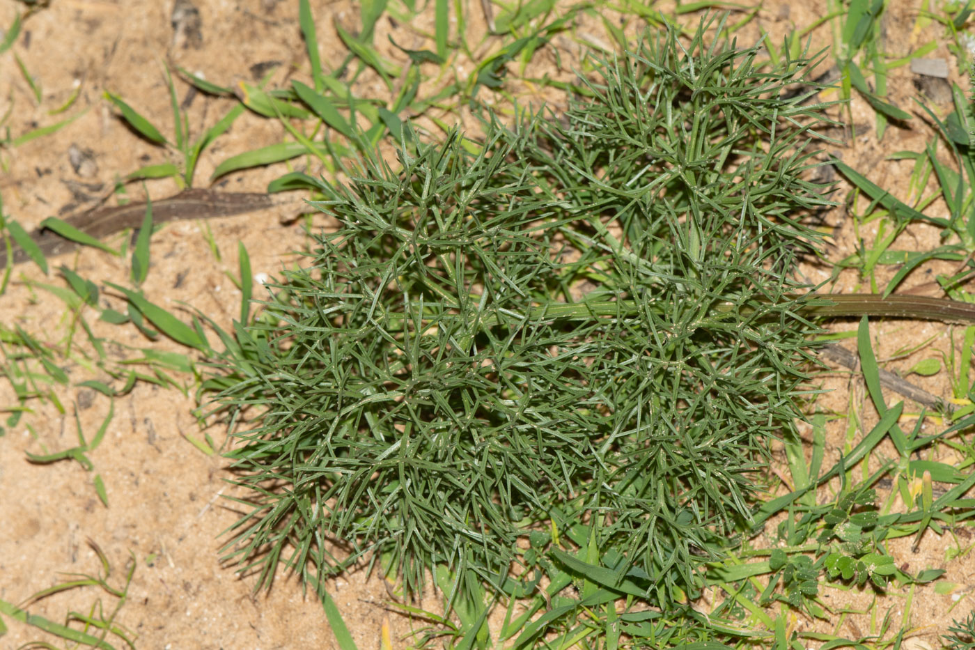 Image of Bilacunaria boissieri specimen.