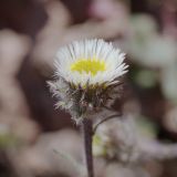 Erigeron pallidus. Соцветие. Кыргызстан, Ошская обл., Заалайский хр., урочище Бордаба, 3450 м н.у.м., сильно эродированные почвы у берега ручья. 19.07.2019.