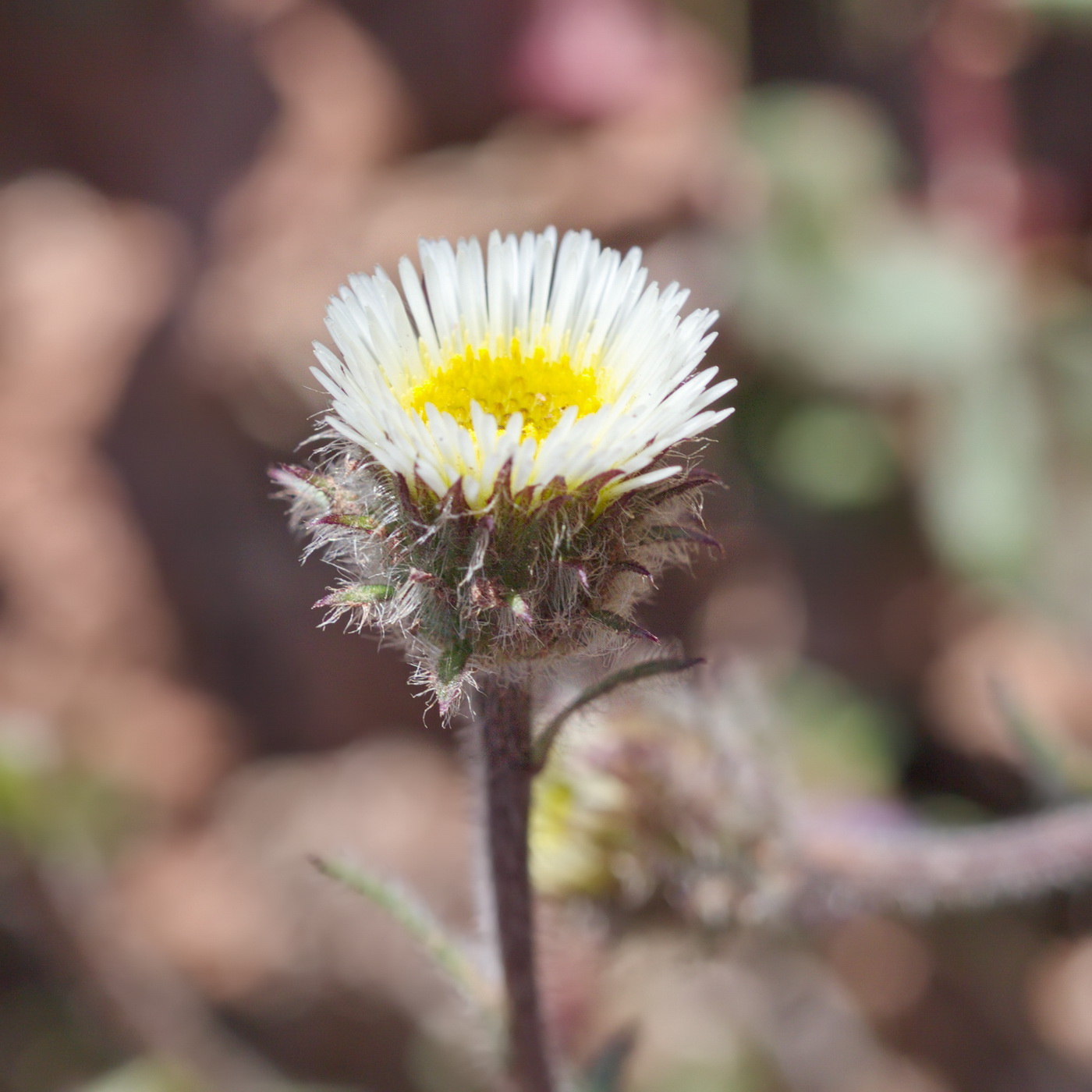 Image of Erigeron pallidus specimen.