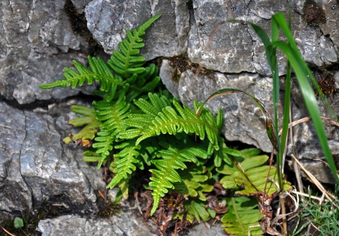 Image of Polypodium vulgare specimen.