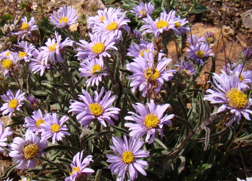 Image of Aster alpinus specimen.