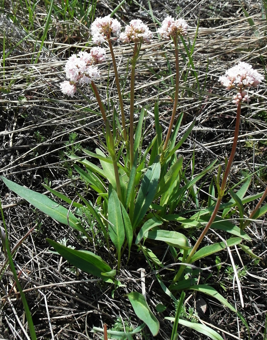 Изображение особи Valeriana tuberosa.