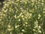 Silene spergulifolia