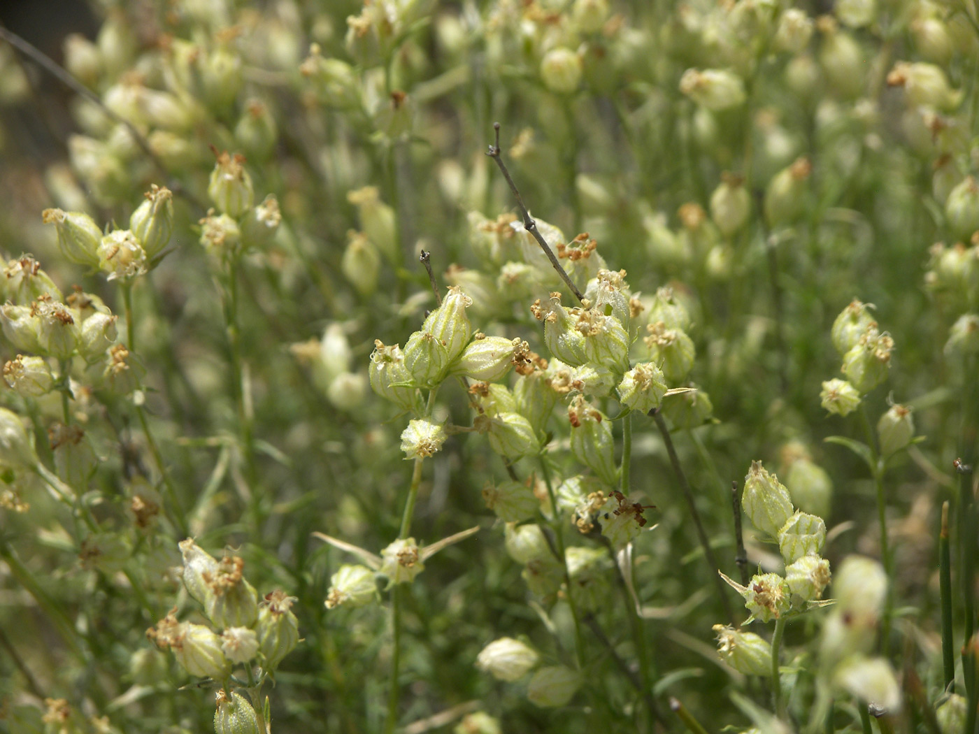 Image of Silene spergulifolia specimen.