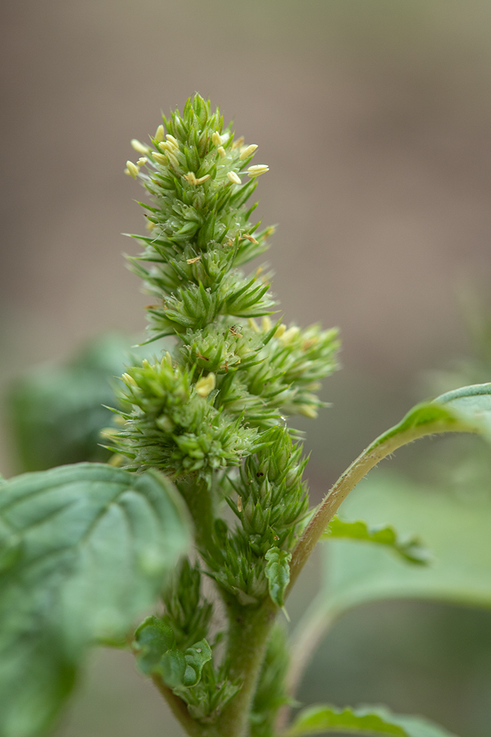 Image of Amaranthus retroflexus specimen.