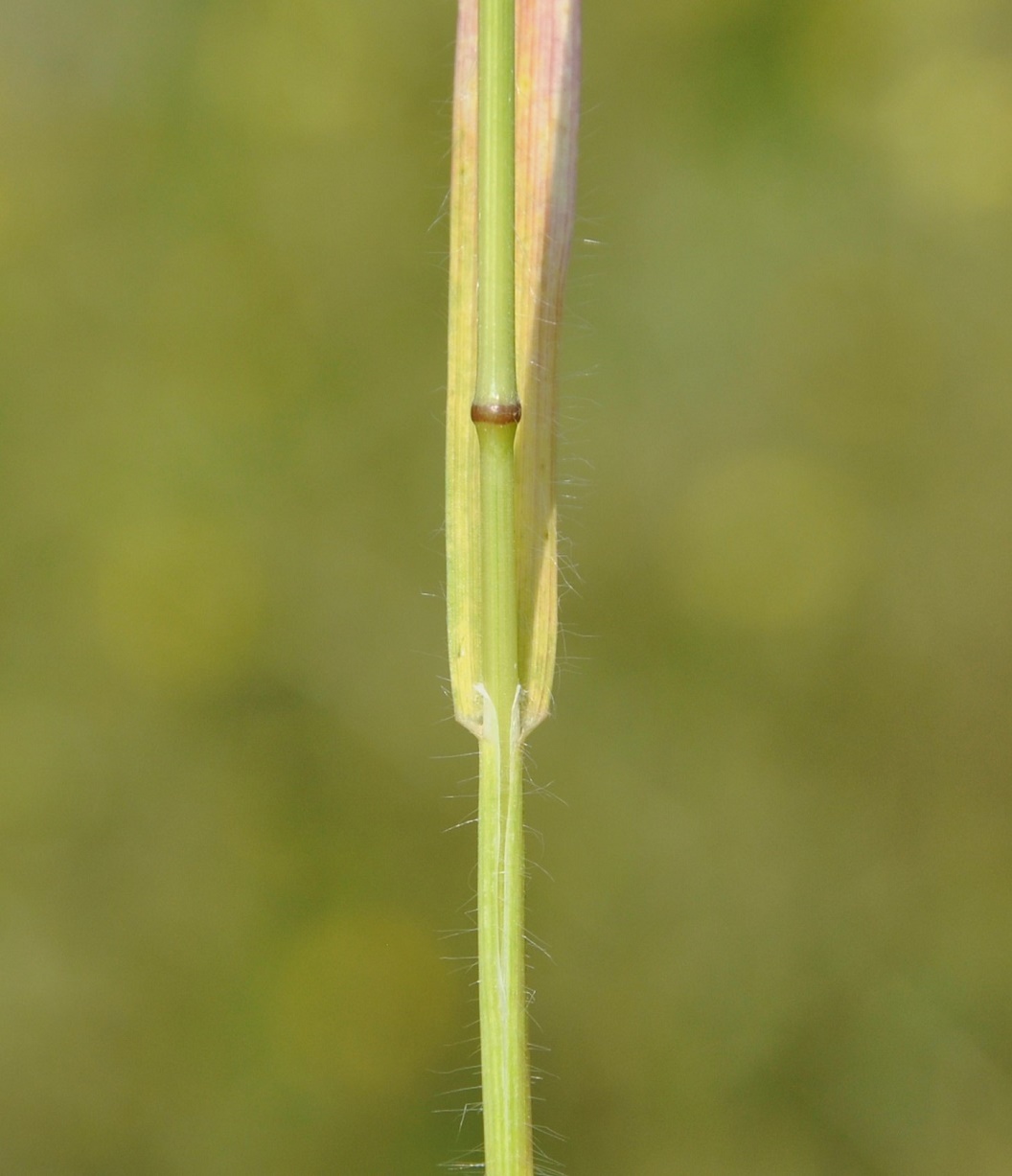 Image of Bromus scoparius specimen.