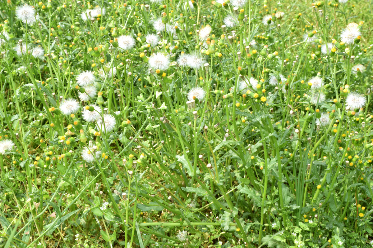 Изображение особи Senecio vulgaris.