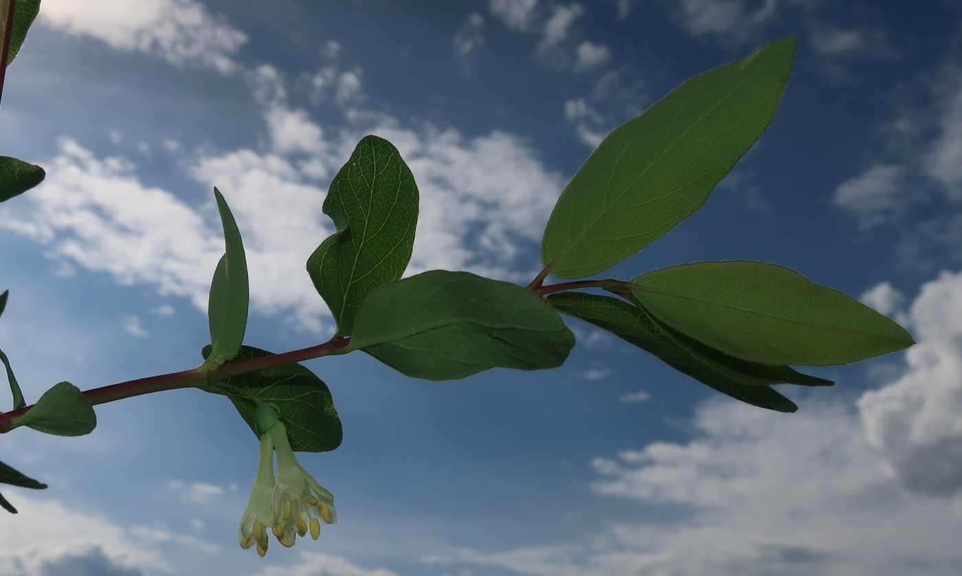 Image of genus Lonicera specimen.