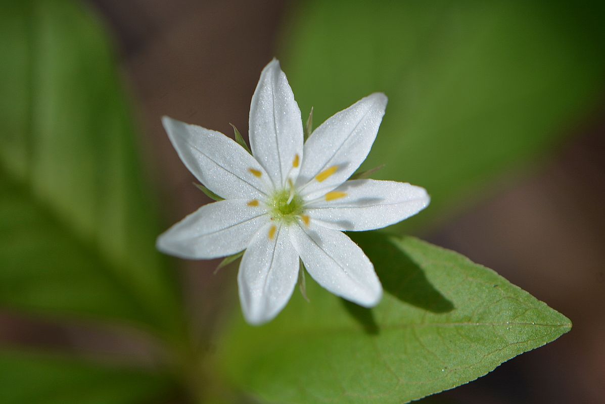 Image of Trientalis europaea specimen.