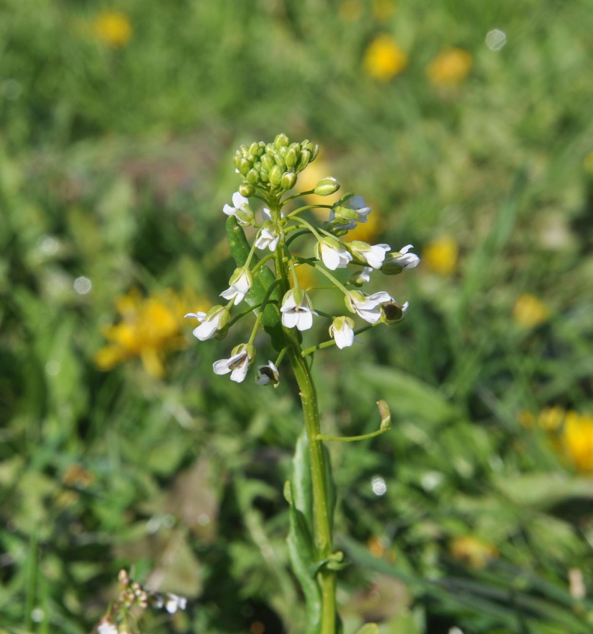 Image of Thlaspi arvense specimen.