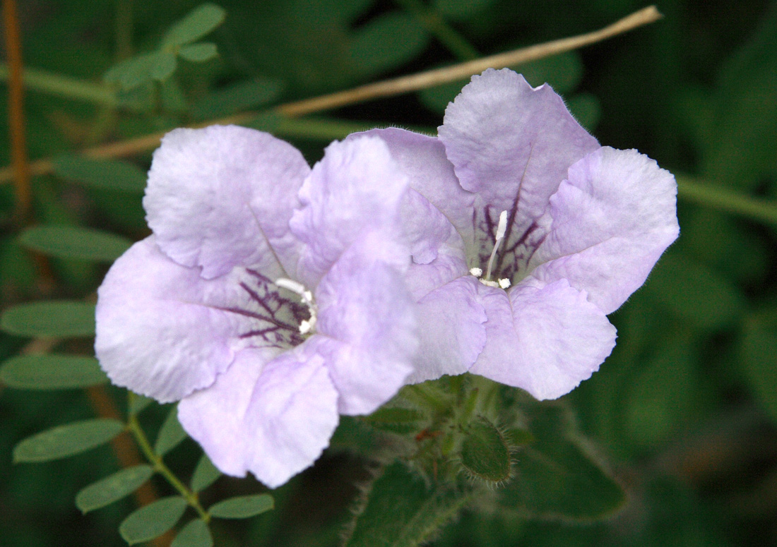 Image of Ruellia humilis specimen.