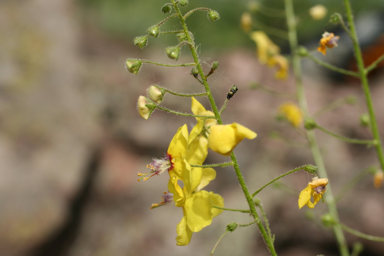 Изображение особи Verbascum roripifolium.