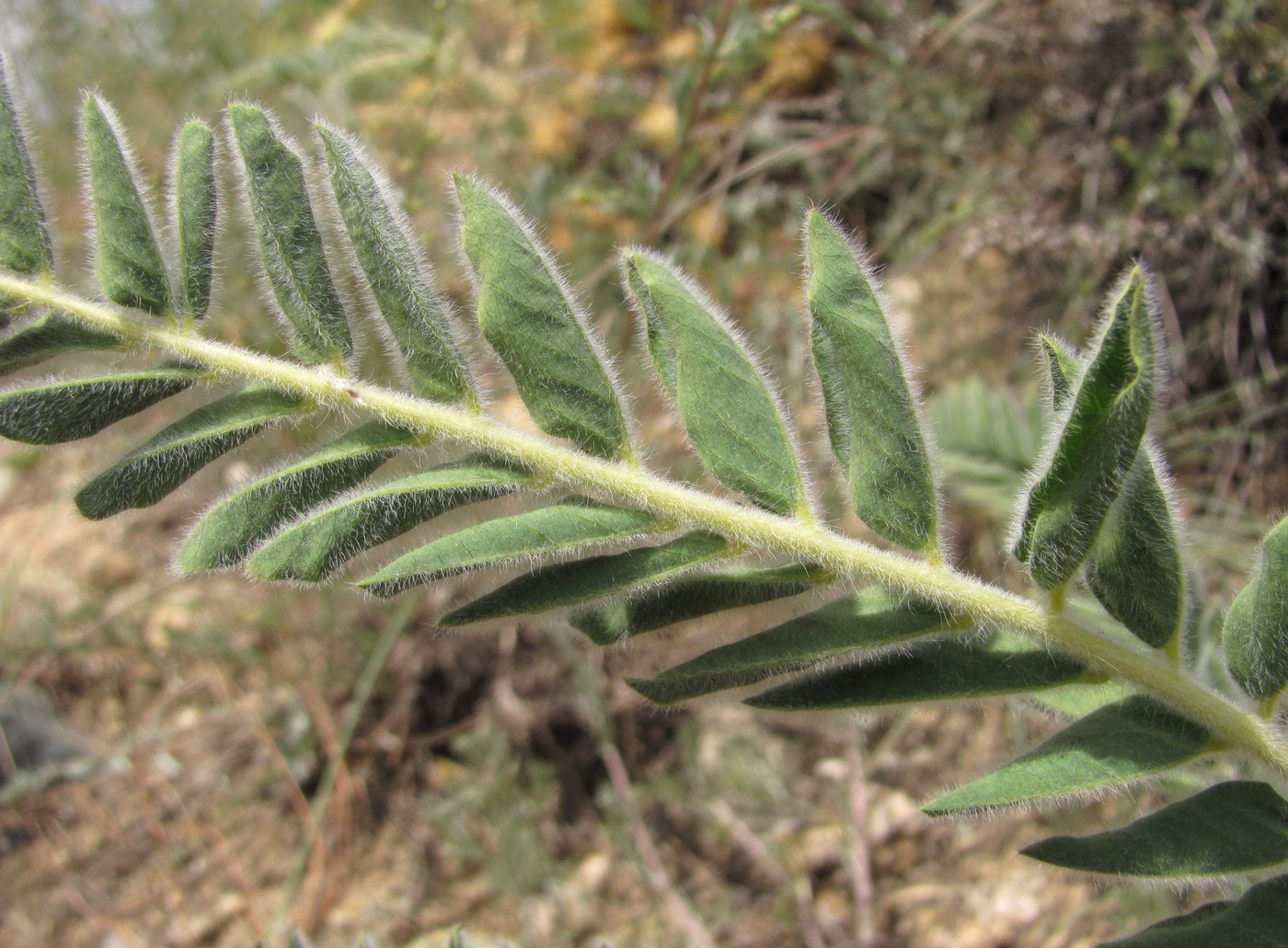 Image of Astragalus maximus specimen.