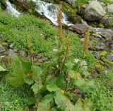 Rumex alpinus. Плодоносящее растение. Карачаево-Черкесия, окр. Теберды, ущелье р. Азгек, берег ручья. 02.09.2019.