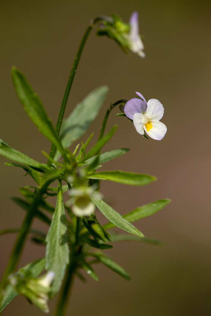 Image of genus Viola specimen.