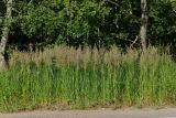 Смотреть изображение Calamagrostis epigeios
