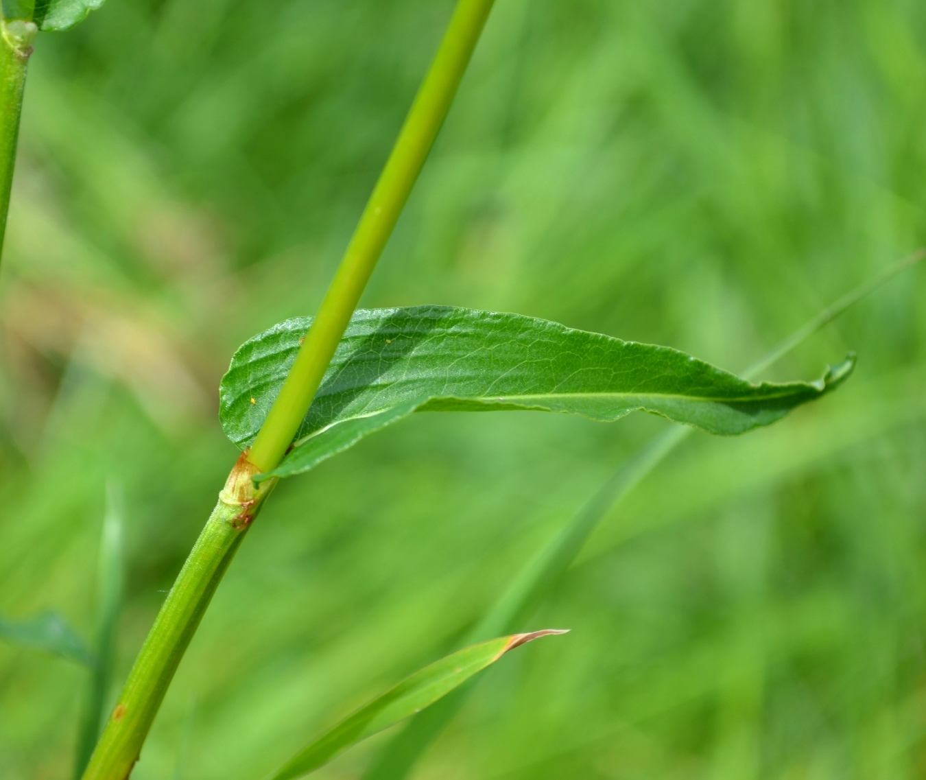 Изображение особи Bistorta officinalis.