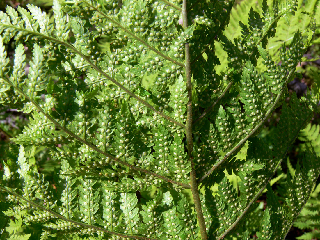 Image of Dryopteris assimilis specimen.