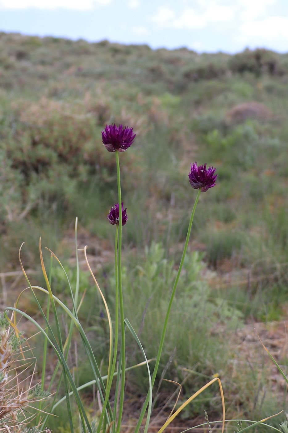 Image of Allium jodanthum specimen.