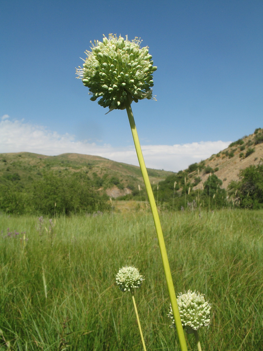 Image of Allium drobovii specimen.