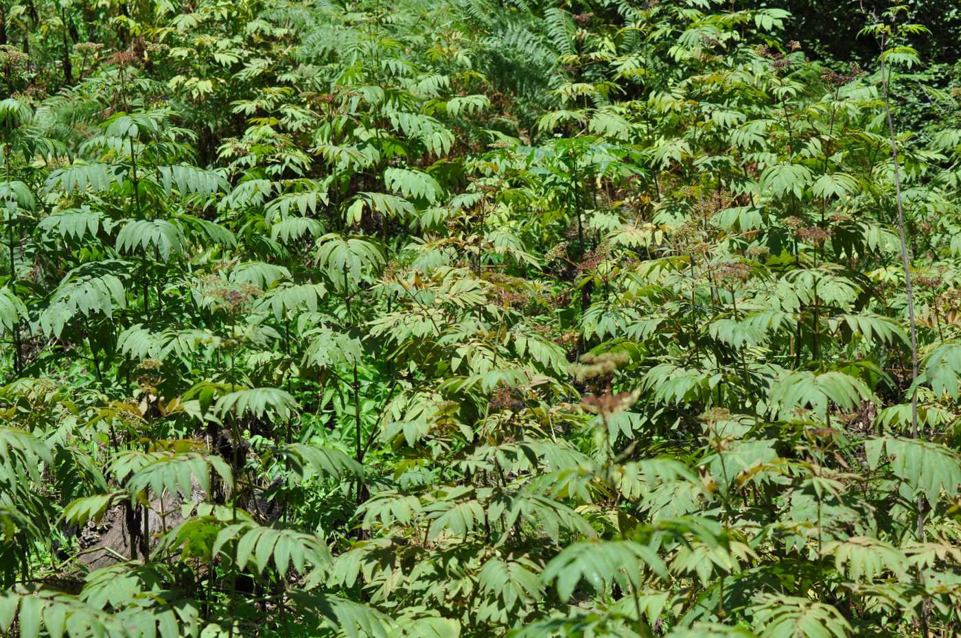 Изображение особи Sambucus ebulus.