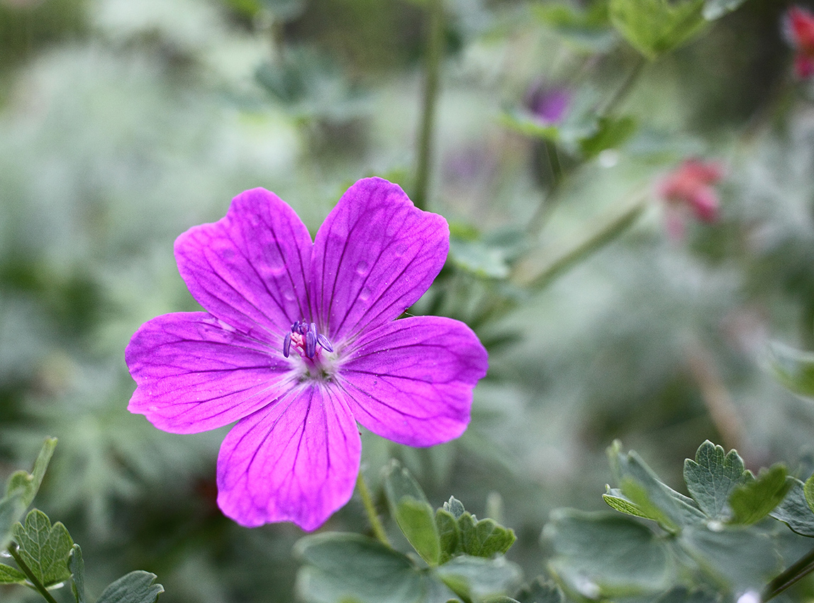 Изображение особи Geranium sanguineum.