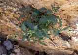 Scrophularia heterophylla. Цветущее растение. Греция, Эгейское море, о. Сирос, окр. пос. Галисас (Γαλησσάς), склон холма, в трещине скалы. 21.04.2021.