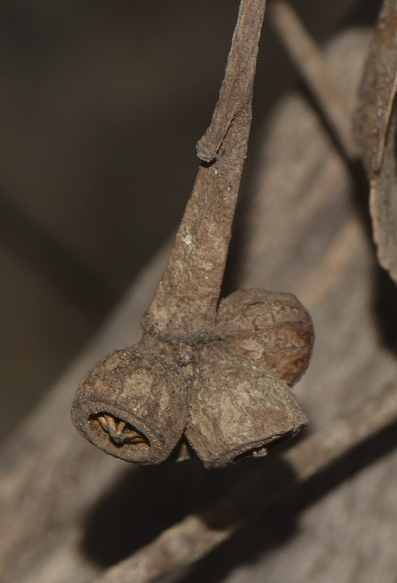 Image of genus Eucalyptus specimen.